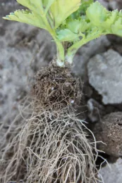 Metolachlor on celery (inhibition of roots near soil line)