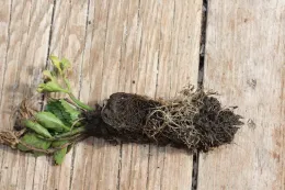 Metolachlor on celery transplant (inhibition of rooting on upper end of transplant plug)