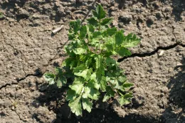 Oxyfluorfen on celery (crinckling of leaves)