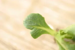 bensulide on lettuce seedling (deformed leaf)