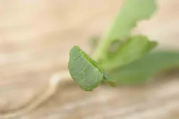bensulide on lettuce seedling (leaf thickening)