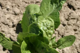 cycloate on lettuce (glued leaves) 2