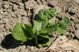 cycloate on lettuce (leaf deformity)