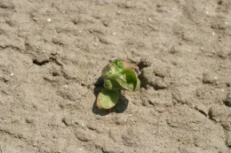 cycloate on lettuce seedling (severe leaf deformity)