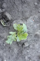 DCPA on lettuce seedling 2
