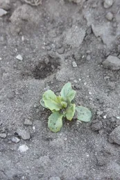 DCPA on lettuce seedling