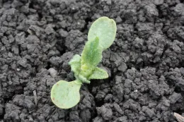 dithiopyr on lettuce seedling