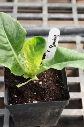 glyphosate on lettuce 2