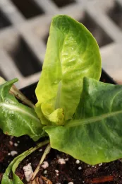 glyphosate on lettuce 3