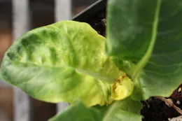 glyphosate on lettuce