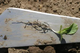 Lettuce roots without pronamide