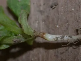 oxyfluorfen damage on lettuce at soil line (brown lesion)
