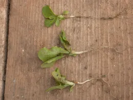 oxyfluorfen damage on lettuce seedlings at soil line (brown lesion) plant in middle is unaffected