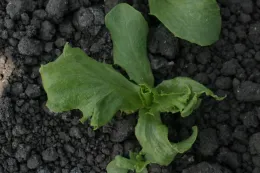 pendimethalin on lettuce seedling (leaf deformity)