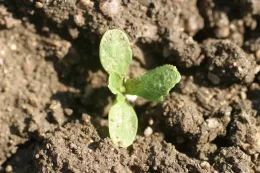pronamide on lettuce seedling note leaf distortion