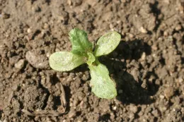 pronamide seedling distortion