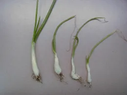 glyphosate on onion (note prominant swelling of leaf sheaths)