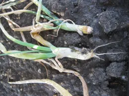 metam applied over the top of onion 2