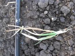 metam applied over the top of onion