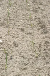 oxyfluorfen on onion (note necrotic spots and twisting)