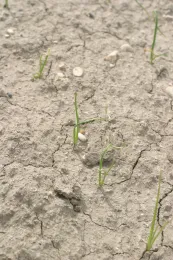 oxyfluorfen on onion (note twisting in response to necrotic spots)