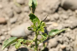metolachlor on pepper applied post transplant (note burn on young leaves)