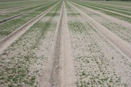 cycloate on spinach (stand loss and stunting)