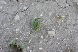 cycloate on spinach seedlings (stunting, deformed cotyledons and necrosis)