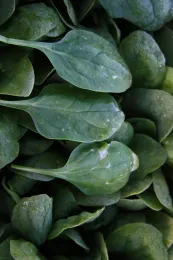 flumioxazin on spinach (necrotic spots)