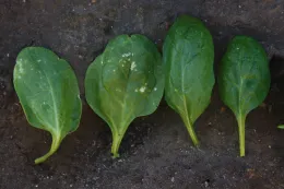 flumioxazin on spinach (necrotic spotting) 2