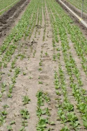 oxyfluorfen on spinach (stand loss)