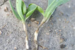 oxyfluorfen on spinach seedling (necrosis at soil line)