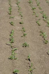 oxyfluorfen on spinach seedlings (curling of cotyledons and stunting)