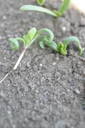 oxyfluorfen on spinach seedlings (curling of cotyledons)