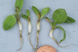pronamide on spinach seedling (swollen hypocotyl and few feeder roots)