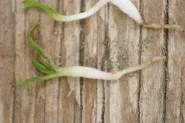 pronamide on spinach seedling (swollen hypocotyl and no root development)