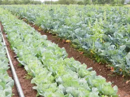 Full Belly Farm Field