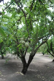 Almonds on tree
