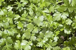 cilantro
