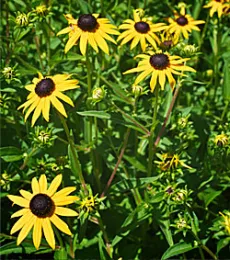 rudbeckia