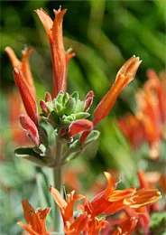 hummingbirdPlant