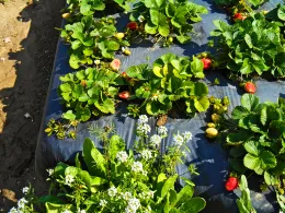 Organic strawberry field in urban Orange County incorporates flowers to attract beneficial insects.