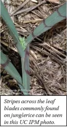 junglerice from UCIPM