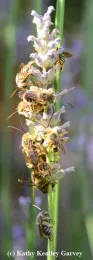Male longhorned digger bees asleep on a lavender stem. (Photo by Kathy Keatley Garvey)