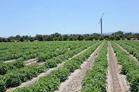 Current Projects - Row Crops