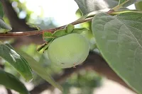 Current Projects - Tree Crops