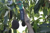 an avocado and a branch of an avocado tree labeled with a number for breeding purposes