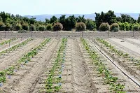 strawberry breeding program rows