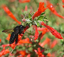 California fuchsia