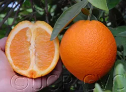 Lane late navel orange